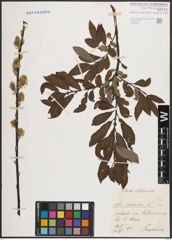 Foto von Salix cinerea L.